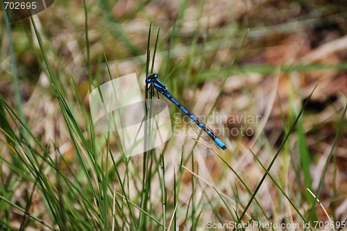 Image of Dragonfly