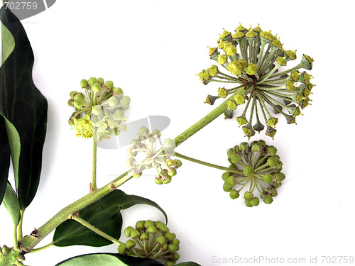Image of plant