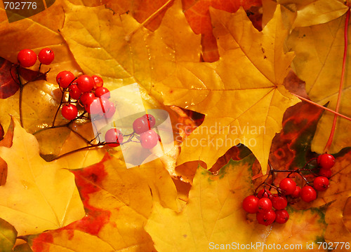 Image of Ash berry clusters on autumn yellow maple leaves 