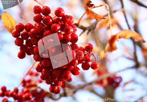 Image of Autumn. Branch of ashberry 