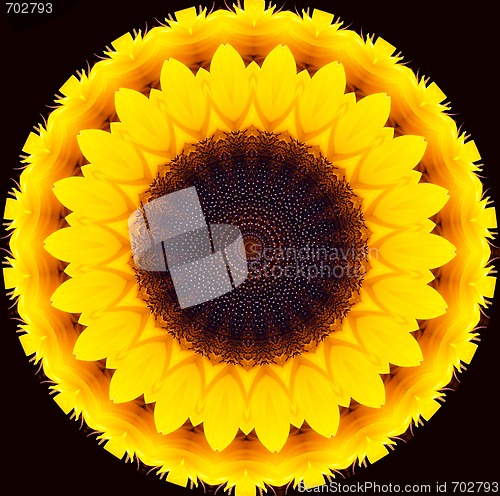 Image of sunflower illustration