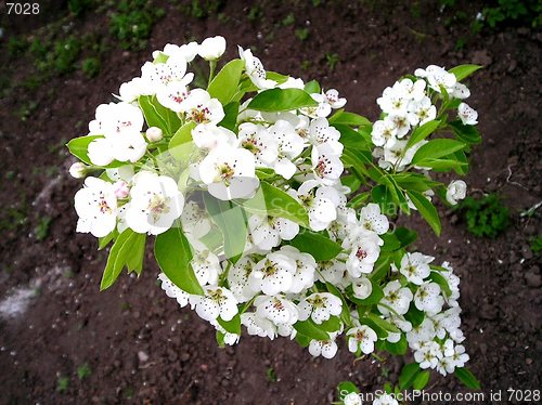 Image of Blossoming pear