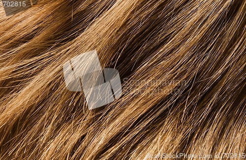 Image of Hair texture