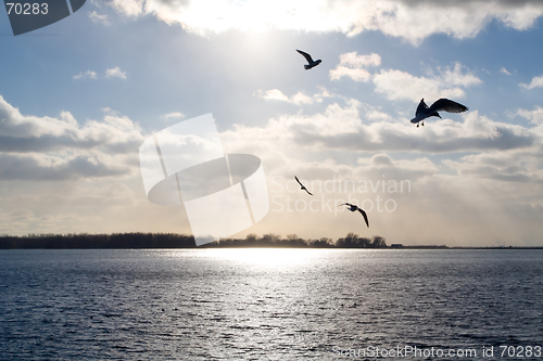 Image of Gulls over a sunlit lake