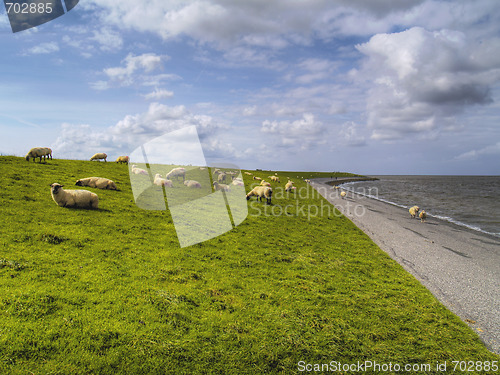 Image of sheep on dike