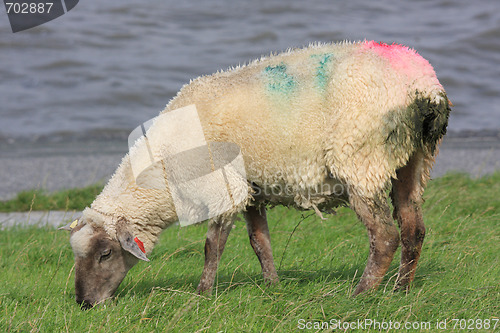 Image of sheep on dike