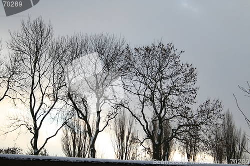 Image of Trees during winter