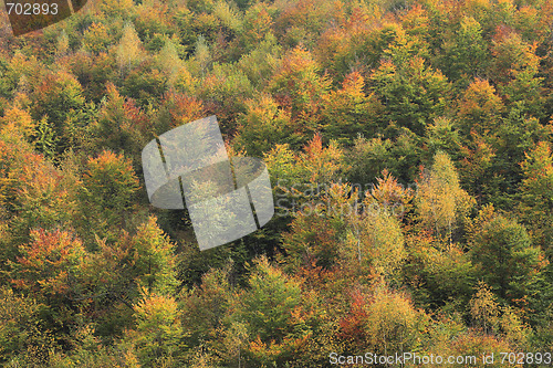 Image of Autumn forest