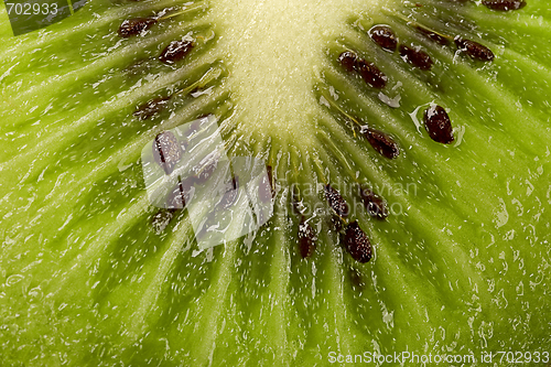 Image of kiwi