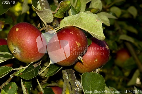 Image of Apples