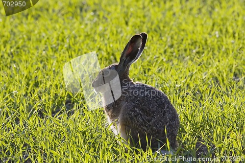 Image of Hare in grass