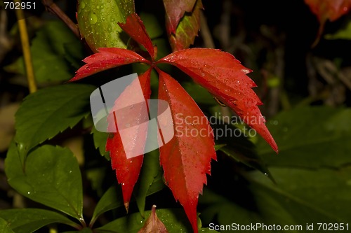 Image of fall leaves