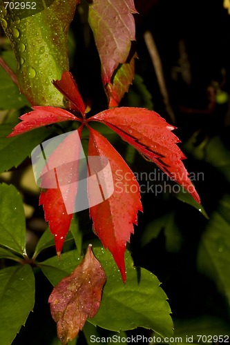 Image of autumn leaves