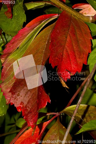 Image of Autumn leaves