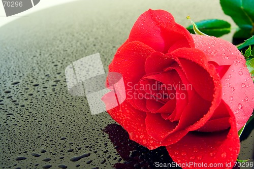 Image of Wet Rose