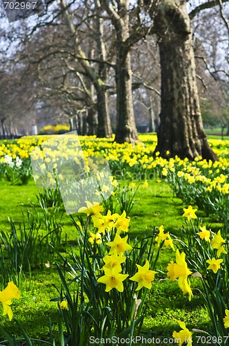 Image of Daffodils in St. James's Park