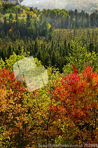 Image of Fall forest rain storm