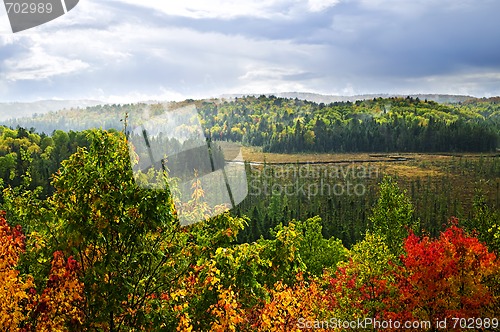 Image of Fall forest rain storm