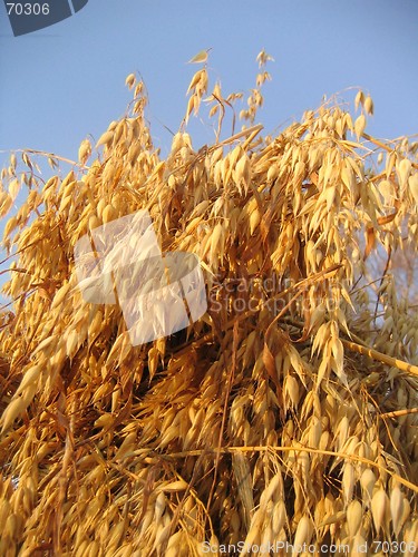 Image of Drying oats