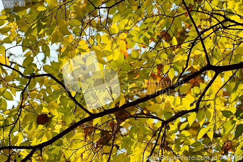 Image of Leaves
