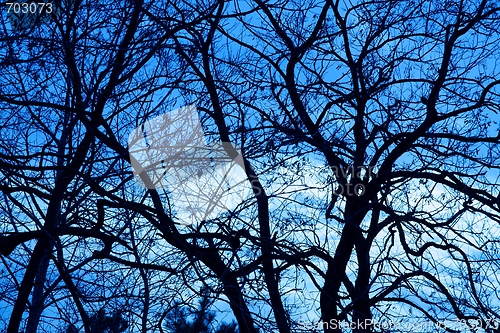 Image of Trees