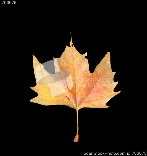 Image of Leaf
