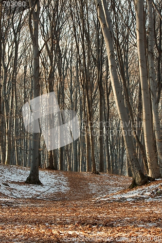 Image of Forest