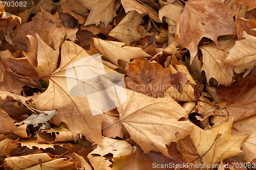 Image of Leaves