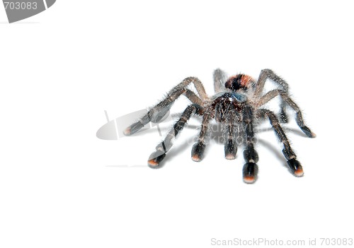 Image of Spider