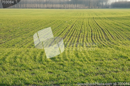 Image of Field
