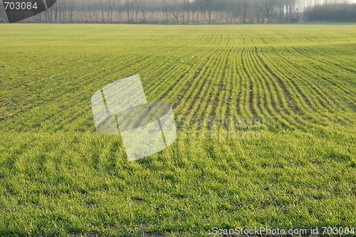 Image of Field