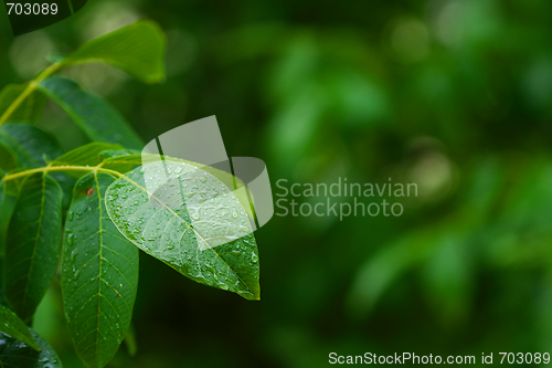 Image of Leaves