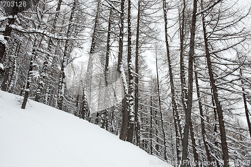 Image of Winter forest