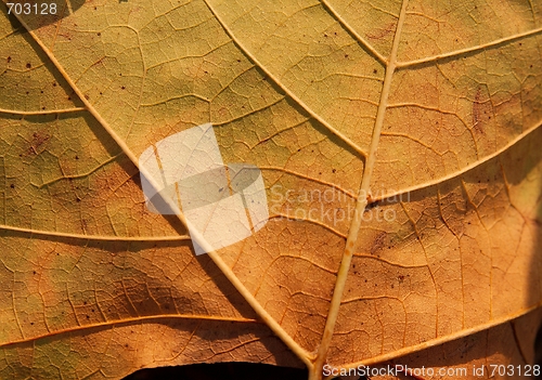 Image of Leaf