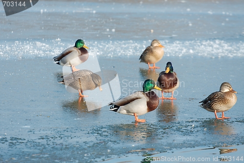 Image of Ducks