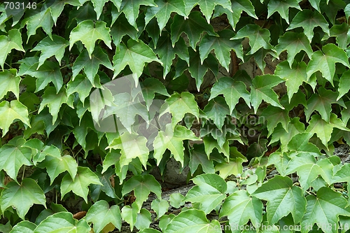 Image of Ivy