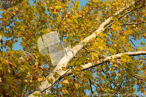 Image of Tree