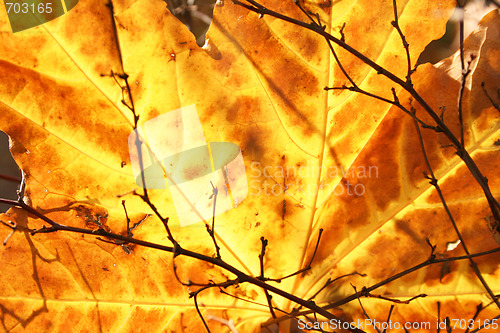 Image of Autumn yellow maple leaf background 
