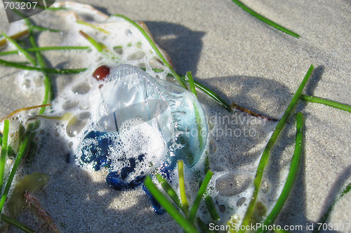 Image of Jellyfish in Key West, Florida, January 2007