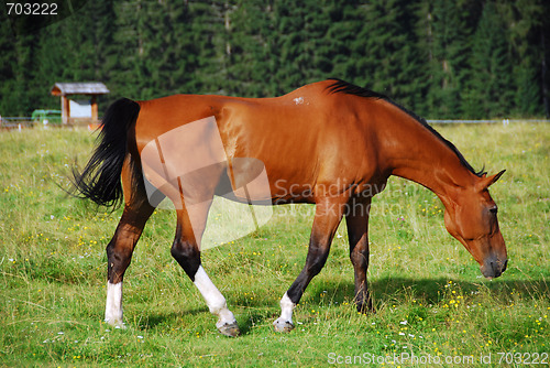 Image of Horse, Val Visdende, Italy, July 2007