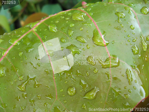 Image of Leaf Drops, Florida, January 2007