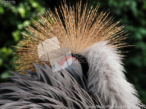 Image of Hiding Bird, Veneto, Italy, May 2003