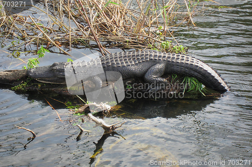 Image of Relaxed Crocodile, Everglades, Florida, January 2007