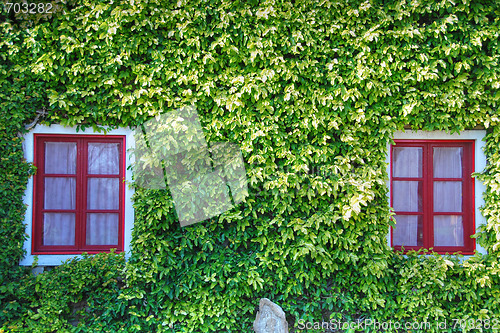 Image of Red Windows in a Carpet of Green Leaves, Bolgheri, Italy, March 