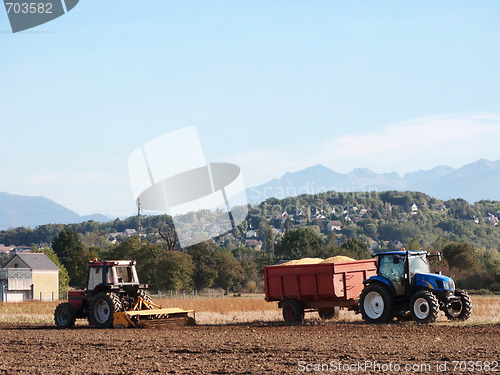 Image of Corn harvest