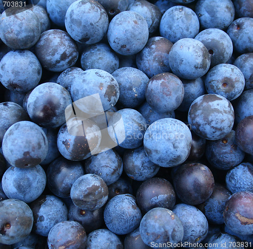 Image of Crop of autumn sloes. Blackthorn 