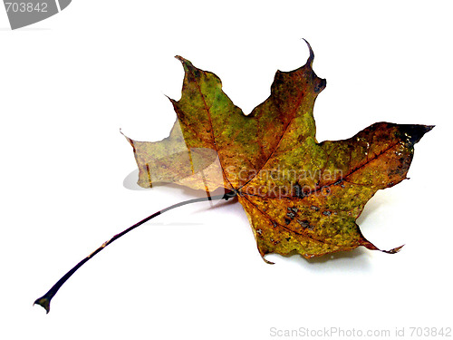 Image of maple