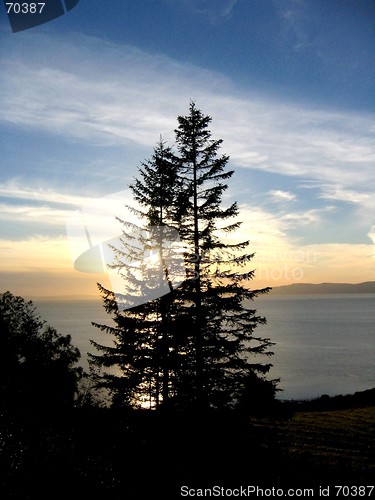 Image of Spruces in the sunset