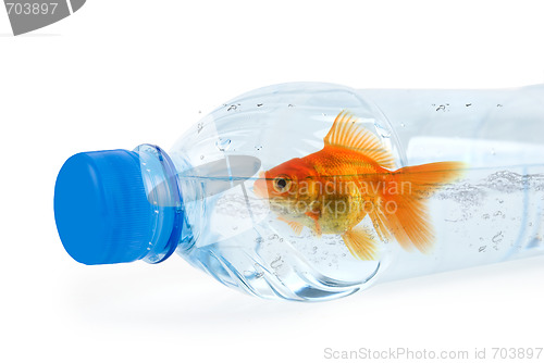 Image of bottle and gold fish
