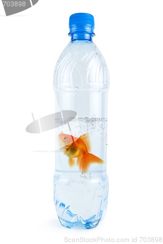Image of gold fish at water bottle